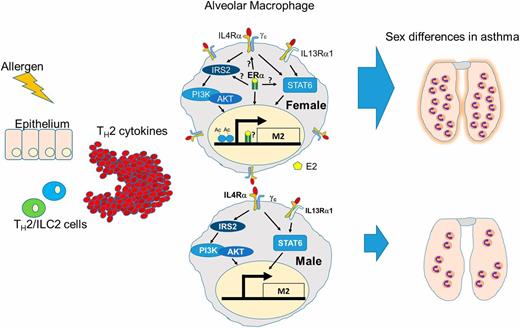 FIGURE 6. A schematic of the current model. Alveolar macrophages become activated in the Th2 cytokine environment elicited by allergen challenge. These macrophages are estrogen primed in women to produce an enhanced amount of inflammatory factors that recruit downstream cellular mediators and promote fibrosis and tissue remodeling.