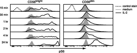 FIGURE 4. IL-2 priming of NK cells increases S6 phosphorylation. NK cells enriched from PBMCs were cultured in medium with or without 200 U/ml IL-2 for the indicated times. The intracellular level of pS6 was measured in CD56bright and CD56dim NK cells by flow cytometry. Results are shown for one donor and are representative of three donors.