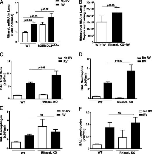FIGURE 6. RV-infected RNase L–deficient mice have increased RV viral load and neutrophil inflammation. WT and hORMDL3zp3-Cre mice were infected with RV1B and sacrificed 24 h postinfection. There is a statistically significant baseline upregulation of RNase L mRNA in the lungs of hORMDL3zp3-Cre compared with WT mice prior to RV infection (p < 0.05) (A). Levels of RNase L quantitated by RT-qPCR were significantly higher in the lungs of hORMDL3zp3-Cre mice infected with RV compared with WT mice infected with RV (p < 0.02) (A). WT and RNase L–deficient mice were infected with RV1B and sacrificed 24 h postinfection. Levels of RV viral load as assessed by RT-qPCR were significantly higher in the lungs of RNase L–deficient mice infected with RV compared with WT mice infected with RV (p < 0.05) (B). The total number of BAL cells (p < 0.02) (C) and BAL neutrophils (p < 0.02) (D) was significantly higher in RNase L–deficient mice infected with RV compared with WT mice infected with RV. The levels of BAL macrophages (E) and BAL lymphocytes (F) were similar in RV-infected RNase L–deficient mice and RV-infected WT mice.
