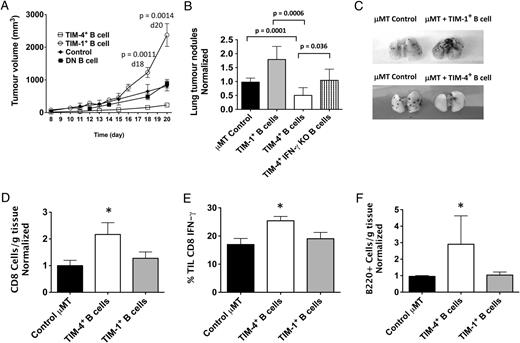 FIGURE 2. TIM-4+ B cells inhibit, whereas TIM-1+ B cells promote, tumor growth. B16 melanoma cells were injected s.c. (A, D–F; 1 × 105) or i.v. (B and C; 2 × 105) into μMT mice that were left untreated (controls) or received (i.v.) equal numbers of TIM-1+ or TIM-4+ B cells (2.5–5 × 106) from tumor-immunized B6 mice. (A) Mean tumor volume (± SEM) of s.c. tumor growth over time for each treatment group (n = 4–11 mice per group). (B) Mean (+ SD) number of pulmonary tumor nodules (day 14) in treatment groups relative to untreated controls in each experiment (n = 4–8 mice per group). (C) Representative lungs from the experiment in (B). (D) Mean number (+ SD) of tumor-infiltrating CD8+ T cells (day 21) normalized to controls in each experiment (n = 3 or 4 mice per group). *p = 0.012, ANOVA. (CD8+ TILs in control mice averaged 2.7 ± 1.8 × 104 cells per gram). (E) Frequency of IFN-γ expression (mean percentage + SD) by tumor-infiltrating CD8+ T cells in (D). *p = 0.049, ANOVA. (F) Mean (+ SD) number of tumor-infiltrating B cells (day 21) normalized to controls, as in (D) *p = 0.037, ANOVA. (Tumor-infiltrating B cells in control mice averaged 2.7 ± 0.44 × 104 cells per gram).