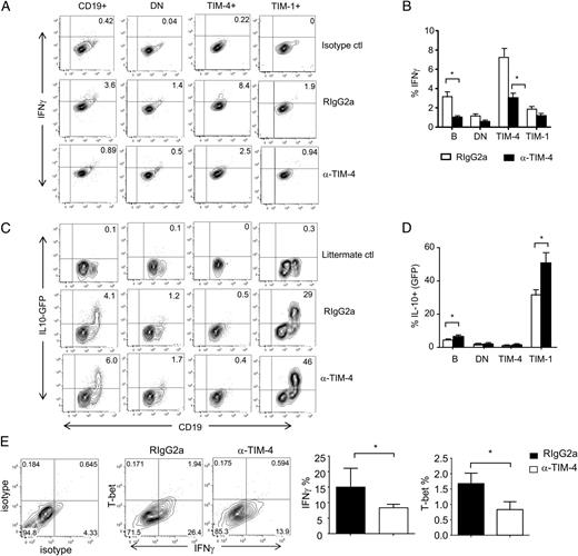 FIGURE 7. Anti–TIM-4 inhibits IFN-γ expression by TIM-4+ B cells and augments IL-10 expression by TIM-1+ B cells in vitro. Purified B cells from IL-10–GFP reporter mice (BALB/c) were treated in vitro with LPS (2 μg/ml) and RIgG2a or anti–TIM-4 for 48 h. PMA, ionomycin, and monensin were added for the final 5 h. IL-10 expression was detected by GFP expression, whereas IFN-γ was detected by intracellular staining. Representative flow cytometry plots showing IFN-γ expression (A) or IL-10 expression (C) on CD19+, CD19+TIM-1−TIM-4− (DN), CD19+TIM-1+, and CD19+TIM-4+ B cells. Frequency (mean + SD) of IFN-γ (B) or IL-10 (D) on cells in (A) (n = 3). *p < 0.05, anti–TIM-4 versus RIgG2a. (E) Sort-purified TIM-4+ B cells (B6) were stimulated as above. IFN-γ and T-bet expression was detected by intracellular staining. Representative flow cytometry plots (left panels) and frequency (mean + SD) of IFN-γ or T-bet expression on cells (right panels). n = 3 individual experiments, each performed in triplicate wells. *p < 0.05.