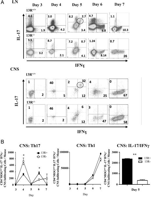 FIGURE 2. 13R deficiency nullifies transitional IFN-γ+/IL-17+ double-positive cells but increases IL-17+ single-positive cells. EAE was induced in 13R+/+ and 13R−/− C57BL/6 mice using 100 μg of MOGp, the LN and CNS were harvested at the indicated days after disease induction, and CD4+MOGtet+ T cells were analyzed ex vivo for intracellular IFN-γ and IL-17. (A) Frequency of single as well as double cytokine-producing CD4+MOGtet+ T cells in both the LN and the CNS. (B) Absolute cell numbers accumulated in the CNS of CD4+MOGtet+ T cells producing IL-17 (left panel), IFN-γ (median panel), or both (right panel). Data are compiled from three independent experiments. *p < 0.05, **p < 0.01 as determined by a two-tailed, unpaired Student t test.