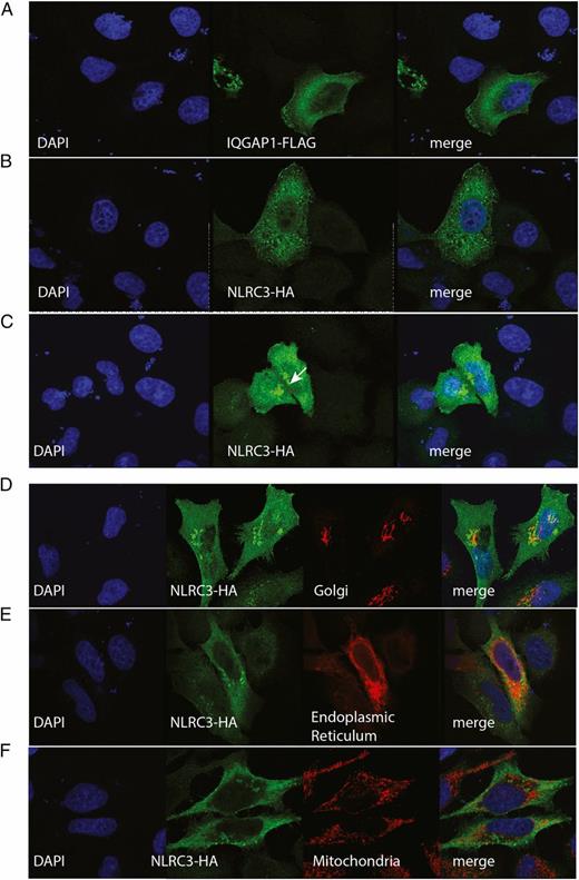 FIGURE 4. Confocal microscopy of HeLa cells transfected with epitope-tagged IQGAP1-FLAG (A) or NLRC3-HA (B and C). Cells were fixed, permeabilized, and stained with Abs specific to the epitope tag followed by species-specific Alexa Fluor 488 and Alexa 568 secondary Abs and DAPI to counterstain the nucleus. Cells are representative of more than three independent transfections. The Golgi apparatus (D) was stained with anti–Golgin-97 Ab; an ER-specific fluorescent protein (Plasmid 56310; Addgene) was used to highlight the ER (E), whereas mitochondria were identified with an anti-Tomm20 Ab (F). Images were collected using a 63× 1.4 numerical aperture oil immersion objective lens.