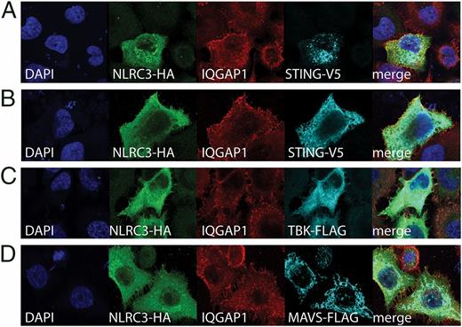 FIGURE 6. IQGAP1 and NLRC3 show partial colocalization with recombinant STING, TBK1, and not MAVS. HeLa cells were transiently transfected with different expression constructs. (A–D) Confocal microscopy of HeLa cells cotransfected with NLRC3 and associated expression constructs. Cells were fixed, permeabilized, and stained with Abs specific to the epitope tags and endogenous IQGAP1 followed by species-specific Alexa Fluor 488, Alexa Fluor 568, and Alexa 647 secondary Abs and DAPI to counterstain the nucleus. Cells are representative of more than three independent transfections. Images were collected using a 63× 1.4 numerical aperture oil immersion objective lens. (A and B) show two distinct colocalization patterns of STING: (A) puncta and (B) ER.