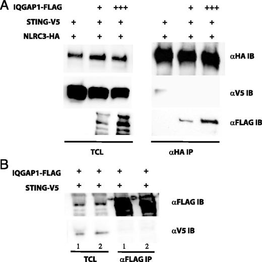 FIGURE 8. IQGAP1 sequesters NLRC3 to the actin cytoskeleton. (A) HEK293T cells were transiently transfected with epitope-tagged IQGAP1, NLRC3, and STING. Lysates were immunoprecipitated for NLRC3-HA and blotted for interacting proteins. Data are representative of three replicates. (B) IQGAP1 and STING were cotransfected in the absence of NLRC3-HA, immunoprecipitated for IQGAP1, and blotted for STING. Cells were lysed in stringent (PBS with 1% Triton X-100 with 0.5% sodium deoxycholate shown in lane 1) and less stringent (PBS with 1% Triton X-100 shown in lane 2) conditions. Data are representative of three replicates.