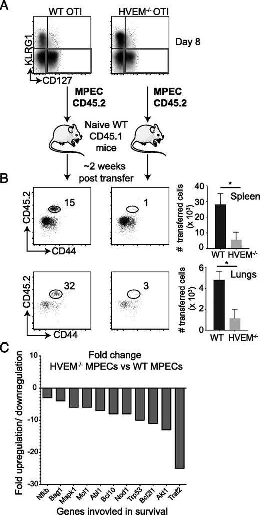 FIGURE 4. HVEM expression on MPECs is necessary for their survival. (A) CD45.2+ MPECs (KLRG1−CD127+) from VacV-WR-OVA–infected WT OT-I and HVEM−/− OT-I recipient mice were sorted at day 8 and equal numbers (2 × 106) were adoptively transferred into naive CD45.1+ congenic mice. (B) Two weeks posttransfer, spleens and lungs were stained for CD8, Vα2, Vβ5, CD44, and CD45.2 and analyzed by flow cytometry to determine frequencies of persisting cells. *p < 0.05. (C) Total mRNA was isolated from sorted MPECs at day 8 of primary infection, and transcript levels of apoptotic genes were measured using an Affymetrix mouse apoptotic gene array. Bars represent fold change in transcript levels between HVEM−/− MPECs compared with WT MPECs. Similar results were obtained in at least two independent experiments with (n = 3 mice per group).