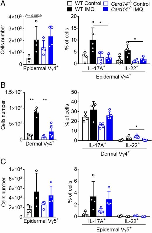 FIGURE 6. CARD14 controls the number of IL-17–producing epidermal Vγ4+ T cells in an IMQ-induced psoriasis model. Ears of WT and Card14−/− mice (n = 4 mice per group) were injected with rIL-23 every other day for 5 d. Ears of WT and Card14−/− mice (n = 4 per group) were treated with IMQ cream for six consecutive days. (A–C) Epidermal and dermal cell suspensions from the WT and Card14−/− mouse ears were stimulated with or without PMA plus ionomycin and analyzed for γδ T cell subsets (Vγ4 and Vγ5), IL-17, and IL-22 with flow cytometry. Typical flow plots gated on CD45+ cells are representative of at least two independent experiments. Data show the mean ± SD. The p values were calculated with a one-way ANOVA followed by Tukey post hoc tests. *p < 0.05, **p < 0.01.