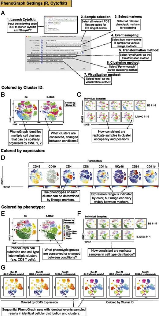 FIGURE 5. Basic considerations for PhenoGraph analysis. Input settings (A) and PhenoGraph data visualization (B–G), focused on CyTOF analysis of γHV68-infected lungs from B6 or IL-10KO individuals at 9 d postinfection. Data show all viable single cells, subjected to PhenoGraph in cytofkit, which calculates the optimal amount of clusters, with data plotted on a tSNE plot. (A) Input settings to run the PhenoGraph algorithm in cytofkit. (B and C) PhenoGraph-defined cellular distribution and clustering, as defined by tSNE1 and tSNE2, colored by cluster for compiled B6 or IL-10KO samples (B) or for individual mice (C). (D) PhenoGraph-based visualization on a tSNE plot, colored according to expression of lineage markers, demonstrates cell clustering and varied scaling. (E and F) PhenoGraph visualization with clusters colored by phenotype in compiled B6 or IL-10KO samples (E) or for individual mice (F), with cell populations defined based on basic phenotypic markers according to the key. (G) Comparison of three sequential PhenoGraph runs, in which the same 9141 cells (from individual B6 #3) were subjected to PhenoGraph, visualized by CD45 (left three plots) or by cluster identification number (right three plots). Numbers identify the physical location of PhenoGraph-defined clusters. Data from virus-infected lungs (B6, n = 5; IL-10KO, n = 4 mice).