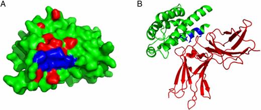 FIGURE 1. Residues mutated on the IL-2/common γ-chain interface. (A) Molecular surface representation of the IL-2 molecule in green, with residues contacting with the common γ-chain (red) and the mutated residues (blue). (B) Ribbon representation of the IL-2 molecule (green) and the common γ-chain (red). The side chains of the mutated residues are shown in blue.