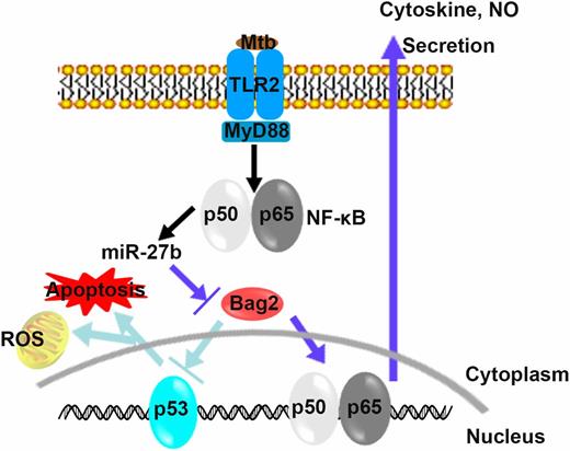 FIGURE 8. Model illustrating how miR-27b mediates the inflammatory response and cell apoptosis via targeting Bag2. M. tuberculosis–induced miR-27b is dependent on the TLR2/MyD88/NF-κB signaling pathway. Upregulation of miR-27b targets Bag2 and inhibits proinflammatory cytokines and the activity of NF-κB in macrophages. Furthermore, miR-27b enhances p53 signaling and production of ROS, thereby increasing cell apoptosis and controlling H37Ra survival.