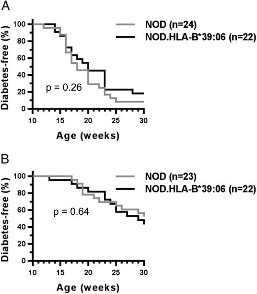 FIGURE 1. HLA-B*39:06-transgenic NOD mice are susceptible to T1D. Diabetes incidence curves for female (A) and male (B) NOD.HLA-B*39:06 mice and nontransgenic NOD littermates are shown. (A) p = 0.26, Mantel–Cox; (B) p = 0.64, Mantel–Cox.