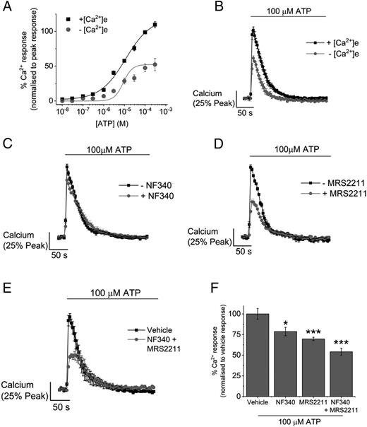 FIGURE 2. Activation of P2YR (P2Y11 and P2Y13) is responsible for the amplitude of ATP-evoked Ca2+ response in GM-MDM cells. (A) ATP concentration response (0.01–300 μM) in presence and absence of extracellular Ca2+ in GM-MDM cells (n = 3 donors). (B) Representative time response traces of Ca2+ response in response to 100 μM ATP in the presence and absence of extracellular Ca2+ (n = 3 donors). Effect of P2Y receptor selective antagonists on ATP-evoked Ca2+ response: (C) P2Y11 (10 μM NF340, n = 3 donors) and (D) P2Y13 (10 μM MRS2211, n = 3 donors). (E and F) Effect of P2Y11 and P2Y13 selective antagonists on ATP-evoked Ca2+ response (n = 3 donors). Statistical significance is represented as *p < 0.05, ***p < 0.001.