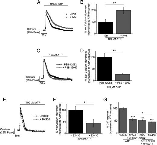 FIGURE 3. Activation of P2X4 contributes to the sustained phase of the ATP-evoked Ca2+ response. (A and B) Effect of P2X4 selective allosteric modulator (3 μM IVM, n = 12 donors) represented as time response curves and area under the curve of Ca2+ response, respectively. (C–F) Effect of P2X4 selective antagonists, 10 μM PSB-12062 [(C) and (D), n = 12 donors] and 5 μM BX430 [(E) and (F), n = 5 donors], represented as time response curves and area under the curve of Ca2+ response. (G) Effect of coapplication of selective P2X4 receptor antagonist and P2Y receptor antagonists (P2Y11–NF340 and P2Y13–MRS2211) on peak magnitude of Ca2+ response (n = 4 donors). Statistical significance is represented as *p < 0.05, **p < 0.01, ***p < 0.001.