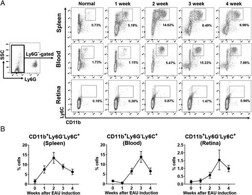 FIGURE 3. CD11b+Ly6G−Ly6C+ monocytic MDSCs were increased in EAU mice during the disease resolution. (A and B) Representative and quantitative flow cytometry results for CD11b+Ly6G−Ly6C+ cells in the spleen, blood, and retina of mice at each time point after EAU immunization. Data depict the percentage of CD11b+Ly6G−Ly6C+ cells out of total cells in the tissue. Data (mean ± SD) represent three independent experiments where each experiment contained at least three mice per group.