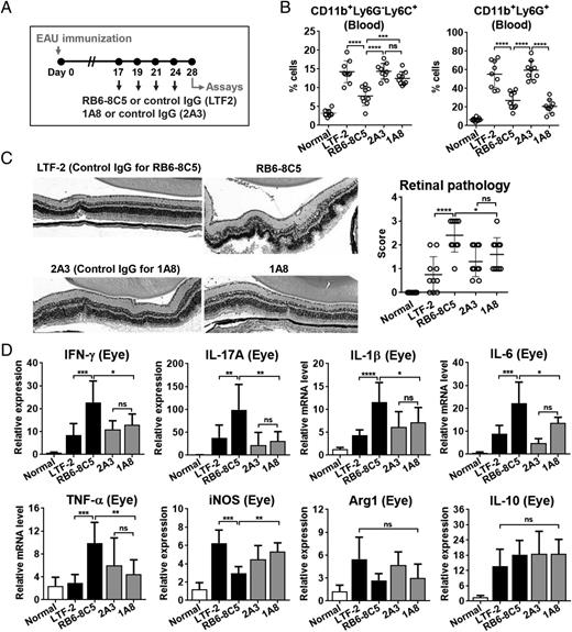 FIGURE 5. Depletion of CD11b+Ly6C+ cells during resolution impaired the resolution of EAU. (A) Experimental scheme. CD11b+Ly6C+ cells were depleted from mice by i.p. injections of an anti–Gr-1 mAb RB6-8C5 or control IgG (LTF2) at days 17, 19, 21, and 24 after immunization, and the eyes were analyzed at day 28. Because RB6-8C5 depletes CD11b+Ly6G+ cells, as well as CD11b+Ly6C+ cells, the Ly6G-specific mAb 1A8 (to deplete only CD11b+Ly6C−Ly6G+ cells) or its control IgG (2A3) was injected in another control group in the same manner. (B) Depletion of CD11b+Ly6G−Ly6C+ or CD11b+Ly6G+ cells was confirmed in the blood by flow cytometry at day 28. (C) Representative H&E staining of retinal cross sections (original magnification ×100) and disease scores assigned by retinal histology in each group. Dot indicates a single animal, and the bar depicts mean ± SD. (D) Real-time RT-PCR assays of the eyes. Shown are relative values of mRNA levels to the levels in normal eyes. Data are mean + SD and are representative of three independent experiments; each experiment has three mice per group. *p < 0.05, **p < 0.01, ***p < 0.001, ****p < 0.0001. ns, not significant.