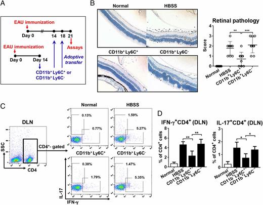FIGURE 6. Adoptive transfer of CD11b+Ly6C+ cells isolated from the blood just before the resolution phase promoted the resolution. (A) Experimental scheme. CD11b+Ly6C+ or CD11b+Ly6C− cells were sorted from EAU mice at day 14 after immunization and transferred, respectively, into other EAU mice through tail vein twice at days 14 and 18 of immunization (5 × 105 cells per mouse in 100 μl of HBSS). HBSS alone was injected into control mice. The eyes and DLNs were analyzed at day 21. (B) CD3 immunostaining of retinal cross sections (original magnification ×100) and disease scores assigned by retinal pathology. Dot indicates an individual animal, and the bar depicts mean ± SD. (C and D) Representative and quantitative flow cytometric analysis for IFN-γ+CD4+ and IL-17+CD4+ in DLNs. Data (mean + SD) are representative of four independent experiments; each experiment has three mice per group. *p < 0.05, **p < 0.01, ***p < 0.001.