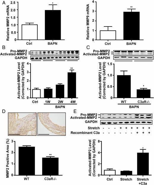 FIGURE 5. C3a regulates MMP2 expression in aortas of BAPN-treated mice and in SMCs. (A) MMP2 and MMP9 mRNA levels in human dissected tissues were assessed with qPCR and expressed as fold induction compared with controls after being normalized to GAPDH. Data represent the mean ± SEM; n = 5. (B) Protein expression of MMP2 in aortas from BAPN-treated mice was detected and presented as fold induction compared with controls after being normalized to GAPDH; n = 6. (C) Protein expression of activated MMP2 in aortas from C3aR-KO mice treated with BAPN for 4 wk was detected and presented as fold induction compared with WT mice after being normalized to GAPDH; n = 6. (D) Immunohistochemical staining of MMP2 was performed on aortic slices of BAPN-treated mice. MMP2+ areas in aortas from C3aR-KO mice treated with BAPN for 4 wk were detected and presented as fold induction compared with BAPN-treated WT mice; n = 6. **p < 0.01 versus WT. Scale bars, 100 μm. (E) SMCs that were subjected to mechanical stretch (18% elongation) were stimulated with recombinant C3a for 24 h. Protein levels of activated MMP2 were detected and presented as fold induction compared with controls after being normalized to GAPDH. Data represent the mean ± SEM; three independent experiments were performed. *p < 0.05 versus stretch.
