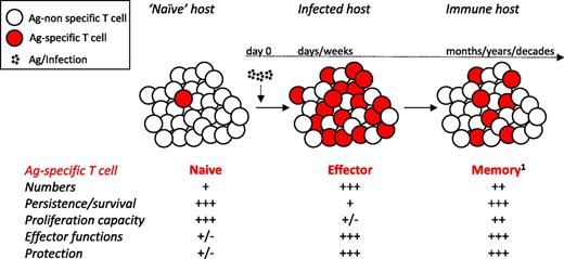 FIGURE 1. Naive, effector, and memory T cells generated after acute infection/vaccination. Naive T cells, of a given Ag specificity, exist at low numbers with minimal on-per-cell basis functionality and protective capacity. They are long-lived cells that are able to vigorously proliferate upon cognate Ag stimulation, generating a sizable effector pool with ample functionality (cytotoxicity and cytokine production) and protective capacity. However, the vast majority of effector T cells have a limited lifespan, with diminished Ag-driven proliferative capacity. Those effector T cells that survive the contraction phase will form a long-lived memory T cell pool maintaining, their effector functionality and protective capability. 1Memory T cells represent a heterogeneous population of cells with defined phenotype, function, and localization that constantly changes with time after initial Ag encounter (91, 92). It is interesting to posit that memory T cell subsets might have differential susceptibility to sepsis-induced apoptosis and ability to recover, with regard to numbers and function, in the postseptic environment.