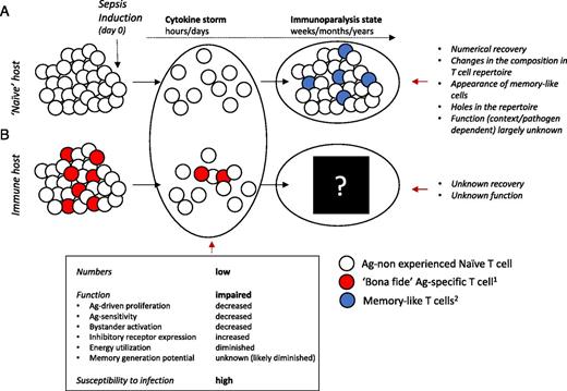 FIGURE 2. Sepsis-induced changes in naive and memory T cells. (A) Sepsis induces rapid and vigorous apoptosis of naive (Ag-nonexperienced CD11alo/CD8αhi CD8 or CD11alo/CD49dlo CD4 T cells) T cells, creating a lymphopenic environment supporting homeostatic proliferation (HP) of T cells that survive the early “cytokine storm” phase of sepsis. As a consequence of HP and in response to microbes that evoke sepsis, numerical recovery of the T cell compartment is accompanied by phenotypic/functional changes (memory-like T cells) on a sizeable fraction of T cells. Sepsis can induce holes in the T cell repertoire, further contributing to overall changes in the composition of T cell pools, potentially impairing their subsequent T cell responses to newly encountered pathogens. (B) Similarly, pre-existing memory T cells (we are considering circulatory memory CD8 T cells) are also susceptible to sepsis-induced apoptosis, leaving the host susceptible to pathogen re-encounter. The extent to which “bona fide” memory T cell responses recover numerically and/or functionally is unknown but critical for our understanding of the sepsis-induced long-lasting immunoparalysis state. Naive and pre-existing memory T cell responses were modeled separately in (A) and (B) for clarity; however, the T cell compartment in any host experiencing sepsis will have populations of CD4 and CD8 T cells present simultaneously. 1Memory T cell responses of defined Ag specificity generated after primary infection and/or vaccination that exist prior to septic insult. 2Memory-like cells (defined as CD11ahi/CD8αlo CD8 or CD11ahi/CD49dhi CD4 T cells) are those that acquire memory characteristics as a result of the septic event and potentially include Ag-independent (HP) and Ag-dependent (pathogens that induce sepsis) T cell responses.