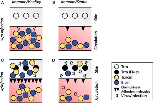 FIGURE 3. CD8 T cell–mediated immunity to localized reinfection diminished after sepsis in a multifactorial manner. (A) CD8 TRMs and CD8 TCIRCMs and B cells are evoked upon primary infection/immunization. (B) “Moderate” sepsis (that leads to 90%+ long-term survival) induces a dramatic numerical loss of circulating, but not resident, CD8 T cell populations. (C) Localized pathogen reinfection (or cognate Ag encounter) of the healthy host induces the “sensing and alarm” function of TRMs. As a consequence, the IFN-γ produced by TRMs acts on the local endothelium to upregulate chemokines and adhesion molecules (e.g., CXCL9 and VCAM1, respectively), promoting the influx of memory T and B cells from circulation and facilitating clearance of the pathogen in situ. (D) Moderate sepsis does not significantly impact the number and/or function of pre-existing TRMs responding to pathogen reinfection. However, endothelial cells are unable to respond to the IFN-γ signal and upregulate chemokines and adhesion molecules. Consequently, a dramatically reduced number of effector cells is recruited from the circulation, and pathogen clearance is significantly impaired.