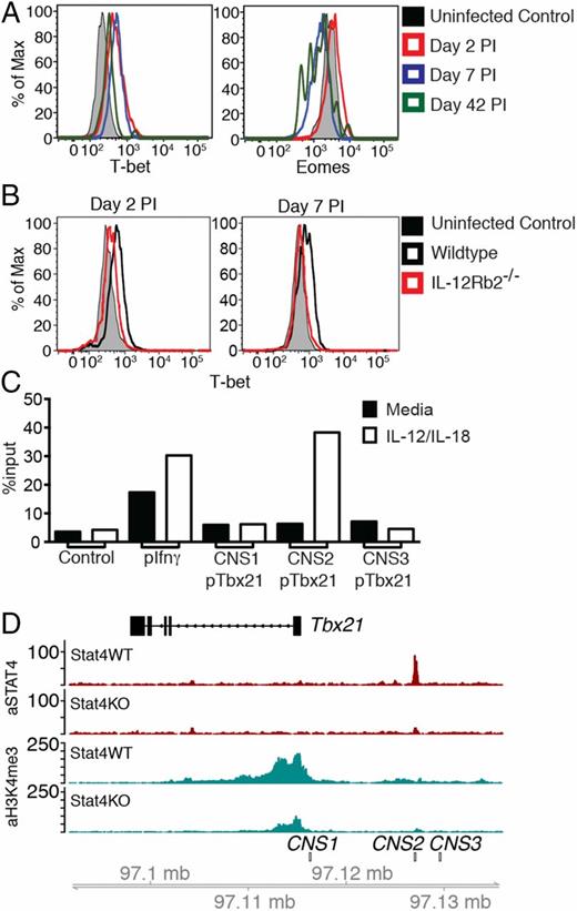 FIGURE 3. IL-12 and STAT4 signals upregulate T-bet expression in NK cells during MCMV infection. (A) WT NK cells were transferred into Ly49h−/− mice and infected with MCMV. Expression of T-bet and Eomes at the indicated time points is shown. (B) Expression of T-bet in WT:Il12rb2−/− bone marrow chimeras is shown for the indicated time points. (C) STAT4 binding at Tbx21, Ifng, and control promoters as assessed through ChIP followed by quantitative PCR in purified WT NK cells stimulated for 18 h with IL-12 and IL-18. STAT4 occupancy as percentage of input is shown for target (Tbx21) and control DNA (negative control: average of gene desert 50 kb upstream of Foxp3, Utf1, and Zfp42 promoters; positive control: Ifng promoter). Data in (A)–(C) are representative of three independent experiments with at least n = 3 biological replicates per condition. (D) Zoomed-in histograms of STAT4 ChIP-seq and H3K4me3 ChIP-seq reads mapped to the Tbx21 loci in activated WT or Stat4−/− NK cells. Data are representative of two independent experiments with n = 15–20 pooled mice per group per experiment.