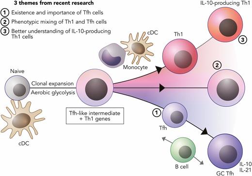 FIGURE 1. Recent insights into Th cell differentiation during malaria and a proposed fan model for Th1/Tfh differentiation. We propose a fan model for Th1/Tfh differentiation in which naive Plasmodium-specific CD4+ T cells undergo a period of clonal expansion and aerobic glycolysis, leading to an intermediate state characterized by expression of many Tfh-associated genes and some Th1-associated genes. Intermediate-state cells are then coached toward a Th1 fate by myeloid cell interactions, with further differentiation toward a Tr1 fate. Some intermediate-state cells are supported toward Tfh and then GC Tfh fates via interactions with B cells, whereas others continue to exhibit a mixed phenotype of Th1 and Tfh cells. Three recent research-based insights can be viewed within the context of this fan model: (1) the discovery and functional importance of Tfh cells in blood-stage malaria; (2) evidence of phenotypic mixing between Th1 and Tfh fates in humans and experimental mice infected with Plasmodium; and (3) recognition of the primacy of Tr1 cells as a potent source of IL-10 during experimental malaria, as well as better understanding of the molecular drivers of their development.