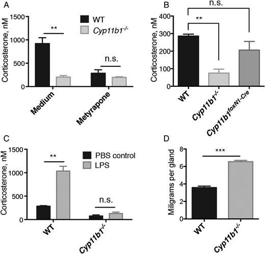 FIGURE 1. Lack of corticosterone production in Cyp11b1 exon 3–5−/− (Cyp11b1−/−) mice. (A) Corticosterone concentrations in the supernatants of adrenals from WT and Cyp11b1−/− mice cultured for 3 d in the absence or presence of metyrapone. Adrenals from each mouse were cultured in the absence or presence of 200 μg/ml metyrapone. (B) Corticosterone levels in plasma from WT, Cyp11b1foxN1-Cre, and Cyp11b1−/− mice. (C) Corticosterone levels in plasma from WT and Cyp11b1−/− mice 3 h after injection of LPS or PBS alone. (D) Cyp11b1−/− mice exhibit adrenal hyperplasia. Weights of adrenals from WT and Cyp11b1−/− mice. All data in this figure are shown as the mean ± SEM with n = 3. **p < 0.005, ***p < 0.0005.