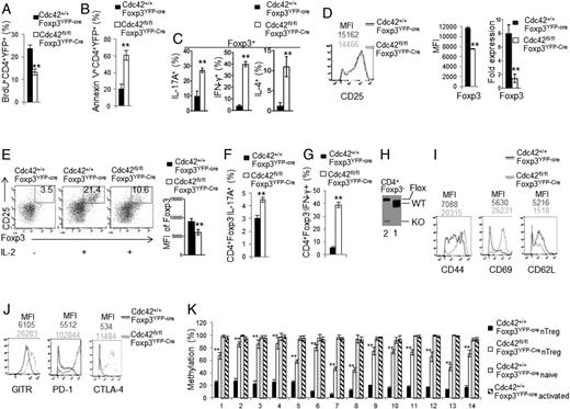 FIGURE 8. Treg-specific deletion of Cdc42 leads to impaired Treg proliferation, survival, and stability. (A) Percentages of BrdU-incorporated cells among CD4+YFP+ cells from the spleen of Cdc42+/+Foxp3YFP-Cre and Cdc42fl/flFoxp3YFP-Cre mice. (B) Percentages of apoptotic cells (total Annexin V+) among CD4+YFP+ cells from the spleen of Cdc42+/+Foxp3YFP-Cre and Cdc42fl/flFoxp3YFP-Cre mice. (C) Percentages of IL-17+, IFN-γ+, and IL-4+ cells among Foxp3+ population in the splenocytes from Cdc42+/+Foxp3YFP-Cre and Cdc42fl/flFoxp3YFP-Cre mice. (D) Protein expression (mean fluorescence intensity) (MFI) of CD25 (left) and Foxp3 (middle) and mRNA expression of Foxp3 (right) in CD4+Foxp3+ cells from the spleen of Cdc42+/+Foxp3YFP-Cre and Cdc42fl/flFoxp3YFP-Cre mice. (E) CD4+CD25+YFP+ nTregs were purified from Cdc42+/+Foxp3YFP-Cre and Cdc42fl/flFoxp3YFP-Cre mice and cultured with anti-CD3/-CD28 and IL-2 (10 ng/ml) for 36 h and costained for Foxp3 and CD25. Left, Representative flow cytogram of Foxp3 and CD25 costaining. Numbers in the dot plots indicate percentages of Foxp3+CD25+ cells. Right, Foxp3 expression (MFI). (F) Purified CD4+CD25+YFP+ nTregs were cultured with anti-CD3/-CD28, IL-1β (50 ng/ml), and IL-6 (40 ng/ml) for 36 h and costained for CD4, Foxp3, and IL-17. Percentages of CD4+Foxp3−IL-17+ are shown. (G) Purified CD4+CD25+YFP+ nTregs were cultured with anti-CD3/-CD28 and IL-12 (50 ng/ml) for 36 h and costained for CD4, Foxp3, and IFN-γ. Percentages of CD4+Foxp3−IFN-γ+ are shown. (H) Genotyping of WT, knockout (KO) and floxed (Flox) allele of Cdc42 in CD4+Foxp3− cells from the spleen of Cdc42+/+Foxp3YFP-Cre and Cdc42fl/flFoxp3YFP-Cre mice. 1, Cdc42+/+Foxp3YFP-Cre; 2, Cdc42fl/flFoxp3YFP-Cre. (I and J) Expression of CD44, CD69, and CD62L (I) and GITR, PD-1, and CTLA-4 (J) in CD4+Foxp3+ cells from the spleen of Cdc42+/+Foxp3YFP-Cre and Cdc42fl/flFoxp3YFP-Cre mice. Numbers above the graphs indicate MFI. (K) Methylation status of 14 methylation sites of the Foxp3 CNS2 locus, detected by bisulfite pyrosequencing of naive CD4+ T cells and anti-CD3/-CD28–activated CD4+ T cells as controls and CD4+Foxp3+YFP+ nTregs from the spleen of Cdc42+/+Foxp3YFP-Cre and/or Cdc42fl/flFoxp3YFP-Cre mice. Data are expressed as percentage of methylation which indicates percentage of cells with a particular methylation site methylated. For (A)–(J), n = 5. Data are representative of three independent experiments. Error bars indicate SD. For (K), data are from one experiment with four to five mice pooled. Error bars indicate SD of triplicates. **p < 0.01.