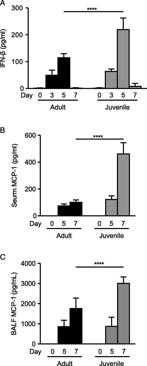 FIGURE 3. IAV-infected juvenile mice produce more type I IFNs and have elevated levels of MCP-1 in serum and BALF. Juvenile and adult mice were infected with IAV (25 PFU WSN i.t.). (A) IFN-β in BALF on days 0, 3, 5, and 7 p.i. as measured by ELISA. (B) MCP-1 in serum on days 0, 5, and 7 p.i. as measured by ELISA. (C) MCP-1 in BALF on days 0, 5, and 7 p.i. as measured by ELISA. Data in (A)–(C) are from n = 8–10 mice per group and presented as mean ± SD. ****p < 0.0001, adult versus juvenile by two-way ANOVA with a correction provided by the Sidak multiple comparisons test.