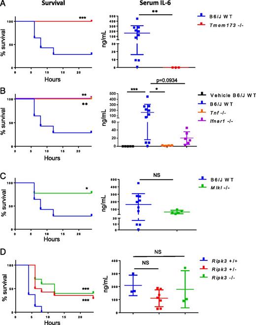 FIGURE 6. STING agonists induce sterile shock that engages TNF, IFN, and necroptosis in vivo. (A) Survival analysis and serum IL-6 of age/sex-matched WT C57BL/6J and Tmem173−/− mice after i.p. injection of 40 mg/kg DMXAA. Serum was collected 6 h posttreatment. (B) Survival analysis and serum IL-6 of age/sex-matched WT C57BL/6J, Tnf−/−, and Ifnar1−/− mice after i.p. injection of 40 mg/kg DMXAA. (C) Survival analysis and serum IL-6 of age/sex-matched WT C57BL/6J and Mlkl−/− mice after i.p. injection of 40 mg/kg DMXAA. (D) Survival analysis and serum IL-6 of littermate C57BL/6N Ripk3+/+, Ripk3+/−, Ripk3−/− mice after i.p. injection of 40 mg/kg DMXAA. All data are pooled from three or more independent experiments. B6/J WT data are pooled from all experiments and separated to different panels for ease of data comparison within panels. *p < 0.05, **p < 0.01, ***p < 0.001.