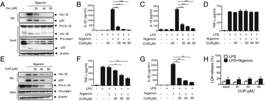 FIGURE 1. Curcumin suppresses caspase-1 activation and IL-1β secretion. (A) LPS-primed BMDMs were treated with curcumin (CUR) for 1 h and then stimulated with nigericin. Medium supernatants (SN) and cell extracts (Input) were analyzed for IL-1β and caspase-1 activation by immunoblotting. (B–D) Supernatants were also analyzed by ELISA for IL-1β (B), IL-18 (C), and TNF-α (D) release (n = 3, mean ± SEM). The p values were determined by an unpaired t test. ***p < 0.001. (E) BMDMs were treated with curcumin for 3 h, then primed with LPS for 3 h, and finally stimulated with nigericin. SN and Input were analyzed by immunoblotting for the indicated proteins. (F and G) Supernatants were also analyzed by ELISA for IL-1β (F) and TNF-α (G) (n = 3, mean ± SEM). *p < 0.05, **p < 0.01, by a Student t test. (H) LDH release assay in supernatants from LPS-primed BMDMs treated with various doses of curcumin for 1 h and then stimulated with nigericin or not (n = 3, mean ± SEM). p > 0.05, determined by ANOVA with a Tukey test. β-Actin served as a loading control in (A) and (E). All immunoblots are representative of at least three independent experiments. CUR, curcumin; mIL-1β, mature IL-1β, active form of IL-1β; P20, active subunit of caspase-1; Procasp1, procaspase1, biologically inactive; Pro–IL-1β, nonsecreted biologically inactive form of IL-1β; SN, supernatant.