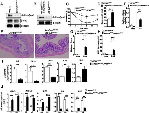 FIGURE 5. Colitis is remediated in LRP5/6ΔCD11c mice following activation of β-catenin in CD11c+ APCs. (A) Western blot of CD11c+ APCs isolated from the colon, showing differences in relative expression of active and total β-catenin protein between WT-FL and LRP5/6ΔCD11c mice. (B) Western blot of CD11c+ APCs from the colonic LP, showing differences in relative expression of active β-catenin protein between LRP5/6ΔCD11c and LRP5/6ΔCD11c X Act-βcatCD11c mice. (C and D) Weight loss and colon lengths of LRP5/6ΔCD11c and Act-βcatCD11c/LRP5/6ΔCD11c mice subjected to 2% DSS (n > 5). (E) Myeloperoxidase activity in colon (n ≥ 5). (F) Representative images of H&E-stained colonic sections from LRP5/6ΔAPC and Act-βcatAPC X LRP5/6ΔAPC mice (original magnification ×100). (G) Histopathological score (inflammation + epithelial damage) of colons was graded following analysis of H&E-stained cross-sections of colons of DSS-treated LRP5/6ΔAPC and Act-βcatAPC X LRP5/6ΔAPC mice. (H) Mice were fed with FITC–dextran on day 15, and 4 h later FITC–dextran was quantified in serum (n = 5). (I) Sorted colonic DCs and MPs from LRP5/6ΔCD11c and Act-βcatCD11c X LRP5/6ΔCD11c mice were cultured for 2 d ex vivo, and IL-1β, IL-6, TNF-α, IL-22, and IL-10 cytokine amounts in the culture supernatants were quantified by ELISA (n = 3). (J) Quantitative real-time PCR analysis of the mRNA of indicated genes relative to Gapdh in colonic DCs and MPs sorted from LRP5/6ΔCD11c and Act-βcatCD11c X LRP5/6ΔCD11c mice (n = 4). Values are mean ± SEM or representative of at least two independent experiments. **p < 0.01, ***p < 0.001.