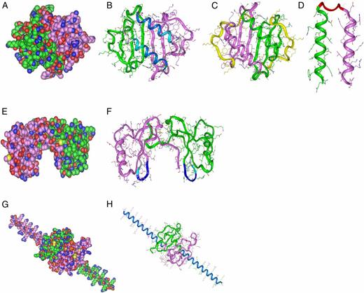 FIGURE 1. Modeling peptides based on chemokines. (A) WT CXCL8 (B) C-terminal peptides (pCXCL8-1 and -2) indicated in blue where -1 is dark blue and -2 is the longer peptide indicated by two blue shades, (C) longer peptide (pCXCL8-3) including all known HS binding sites as shown by the green and purple structures, and the yellow highlighting the N-terminal residues that were removed, (D) both C-terminal α helices (pCXCL8-4) linked by a premodeled linker to form a dimer. (E) WT CCL5. (F) Indicated are peptides based on the 40s loop of CCL5 (pCCL5-1/-2/-3) with pCCL5-3 being the longest indicated by two blue shades and gray, pCCL5-2 two blue shades, and pCCL5-1 dark blue. (G) WT CXCL12γ. (H) C-terminal peptide (pCXCL12-1) indicated in blue. Carbon atoms are seen in green and pink where each represents the monomeric unit, oxygen in red, nitrogen in blue, and sulfur in yellow (A, E, and G). Structures are shown as dimers. Please note that CXCL8 and CXCL12 peptides do not form the helical structures as depicted but are based on the helical sequences present in the WT chemokine.