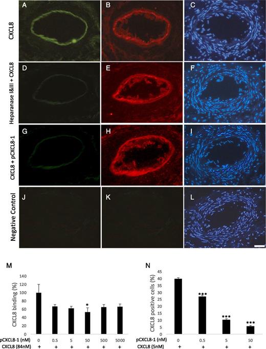 FIGURE 6. pCXCL8-1 competes with CXCL8 binding. Serial sections of human RA synovium were cut and incubated with fluorescent CXCL8 (5 μg/ml/0.5 nM) to assess binding competition by unlabeled pCXCL8-1 (0.5 nM). (A) CXCL8 binding only, (B) von Willebrand factor, (C) DAPI. (D–F) CXCL8 binding after treatment with heparanase I and III. (G–I) CXCL8 binding with the addition of equimolar pCXCL8-1. (J–L) is the negative control in the absence of fluorescent CXCL8, pCXCL8-1 or von Willebrand Ab. Scale bar, 50 μm for each image. (M) To assess whether pCXCL8-1 could compete with CXCL8 for HS binding, GAG-binding plates in an ELISA-like assay were used to evaluate a reduction of CXCL8 binding with a dose-dependent increase of pCXCL8-1. (N) In a similar experiment, HCMEC/D3 cells were treated with Atto 425–labeled CXCL8, an increasing dose of pCXCL8-1 was added, and the CXCL8 signal detected by flow cytometry. Data shown are mean ± SE (n = 3). *p < 0.05, ***p < 0.001 compared with the negative control in the absence of peptide.