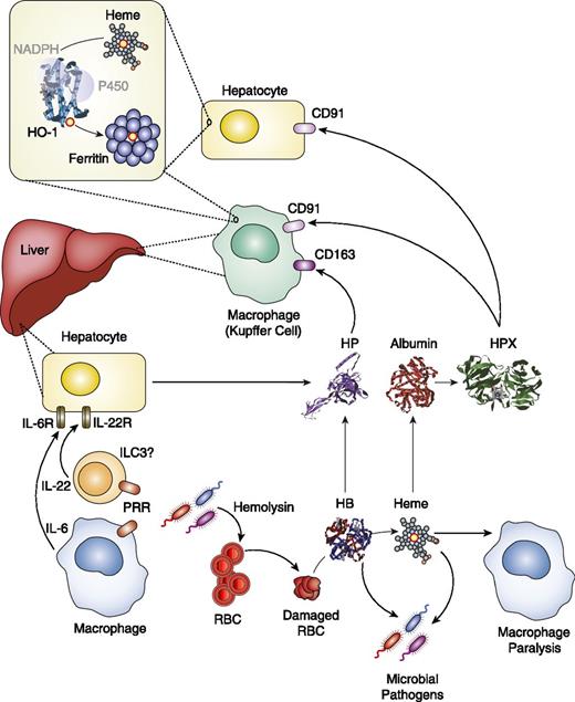 FIGURE 2. Heme-based nutritional immunity. Microbial sensing via PRRs, expressed by innate immune cells, triggers the secretion of cytokines such as IL-6 or IL-22, which induce the expression of HP or HPX in the liver. HP is an acute-phase glycoprotein that displays high affinity for Hb dimers (KD of ≈10−12 M) (106–108) and prevents heme release from Hb dimers (109, 110). HPX is also an acute-phase glycoprotein, which displays high affinity for heme (KD of <10−12 M). Albumin, the most abundant heme-binding protein in the plasma, displays affinity toward heme (KD of <10−8 M) (111) and is thought to play a key role in heme scavenging, transferring labile heme in plasma to HPX (112). Although HPX was thought to act essentially to prevent the pathogenic effects of labile heme (79), it also acts as a host defense strategy against invasion by pathogenic and commensal bacteria (81). Hb–HP complexes are recognized by CD163 expressed in macrophages whereas HPX–heme complexes are recognized by the low-density lipoprotein receptor–related protein (LRP)/CD91 expressed in macrophages but also in hepatocytes (113). Upon binding to CD163, Hb–HP complexes undergo endocytosis and are targeted for lysosomal proteolysis, a process coupled to heme transport into the cytosol, and subsequent targeting of heme for catabolism by heme oxygenase-1 (HO-1). Upon recognition by CD91 in hepatocytes, HPX–heme complexes undergo endocytosis (113) and HPX is recycled, whereas heme is catabolized by HO-1 (113). In both cases, the Fe released via heme catabolism by HO-1 is stored by ferritin, away from microbial pathogens. Although RBC lysis by microbial bacteria is thought to act essentially as an Fe acquisition strategy (6), labile heme generated through this process can disrupt the cytoskeleton dynamics of innate immune cells impairing bacterial phagocytosis via a mechanism involving dedicator of cytokinesis 8 (DOCK8) (114). Similar mechanisms are likely to operate in the context of malaria to impair Plasmodium-infected RBC clearance.