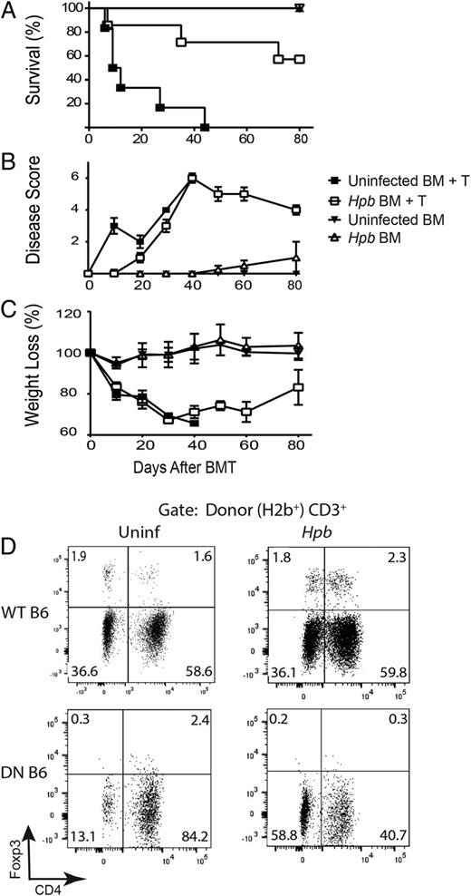 FIGURE 3. Helminth-induced suppression of lethal GVHD and promotion of survival do not require host iNKT cells. (A) Kaplan–Meier survival curves for Hpb-infected or uninfected iNKT-deficient (Jα18−/−) male BMT recipients that received T cell–depleted BM (TCD-BM) cells (TCD-BM) only or TCD-BM plus total splenic T (TCD-BM plus T) cells from 5–6-wk-old male WT C57BL/6 donor mice. Cumulative data from two independent experiments. Uninfected TCD-BM only: n = 5; Hpb-infected TCD-BM only: n = 5; uninfected TCD-BM plus T: n = 6; Hpb-infected TCD-BM plus T: n = 7, p < 0.001 between uninfected TCD-BM plus T and Hpb-infected TCD-BM plus T. (B) GVHD disease score and (C) weight change of the same group of mice. Weight loss for each group of mice is displayed as percentage of weight change at different timepoints compared with initial weight. (D) Representative dot plots from MLN cells isolated 6 d after BMT, from uninfected (Uninf) or Hpb-infected Jα18−/− BMT recipients of WT C57BL/6 (WT B6) or TGF-β RII DN (DN B6) splenic T cell donors. For BMT, splenic donor T cells were obtained from uninfected mice and all groups also received donor TCD-BM (T cell–depleted BM) cells from uninfected C57BL/6 mice. MLN cells were stained for CD3, CD4, H2b, H2d, and Foxp3. Cells were gated on donor (H2b+) CD3+ T cells. Numbers represent the percentage of events in each quadrant and the percentage of Foxp3+ CD4 Tregs in the right upper quadrant. Representative example from three parallel independent experiments.