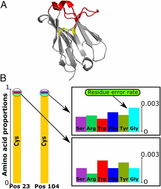FIGURE 1. Calculation of the residue error rate in terms of structural viability. (A) Three-dimensional structure of the VH (Protein Data Bank [PDB] code: 5WUV) with the conserved disulfide bridge shown. Framework, gray); CDR regions, red; cysteine bond between positions 23 and 104, yellow. (B) The distribution of amino acid types found at positions 23 and 104 for an Ig-seq dataset. Because both positions in natural Abs should be cysteines, the noncysteine occurrence indicates possible sequencing error.
