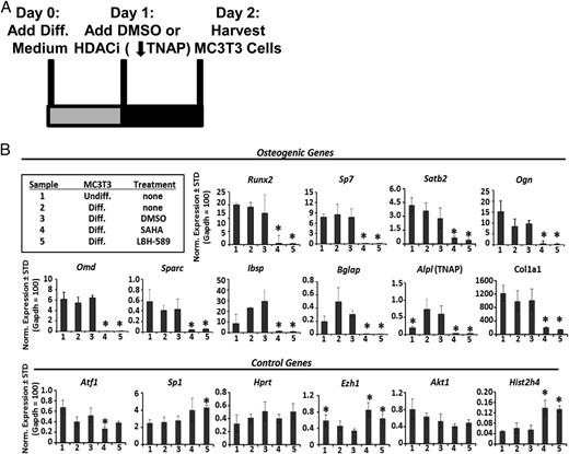 FIGURE 1. HDACi inhibit expression of osteogenic genes in MC3T3 cells. (A) Depiction of the timeline describing the MC3T3 osteoblast cell line culture for qRT-PCR. On day 0, MC3T3 osteoblasts were treated with osteogenic differentiation medium. On day 1, the MC3T3 cells were treated with HDACi (10 μM SAHA or 1 μM LBH-589) or vehicle control (0.1% DMSO), and they were harvested on day 2 for qRT-PCR. (B) qRT-PCR results were normalized to Gapdh, which was set to 100. Each bar represents mean ± SD for three independent experiments, with *p < 0.05 representing statistical significance from DMSO-treated cells.