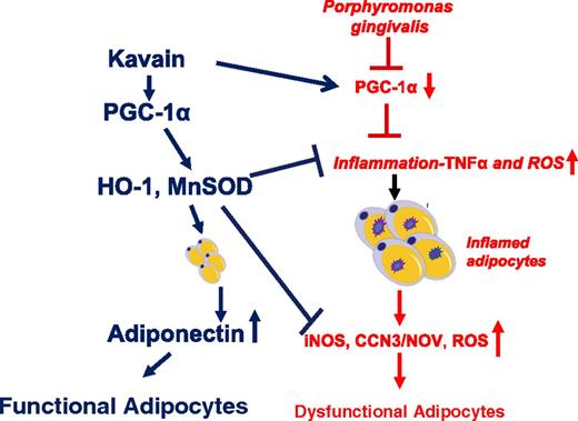 FIGURE 8. Schematic description of the Kavain-mediated PGC-1α adiponectin–HO-1 MnSOD in adipocyte infected with P. gingivalis. P. gingivalis induces adipocyte expansion and remodeling, evidenced by an increase in adipocyte hyperplasia and hypertrophy, leading to proinflammatory molecules TNF-α, NF-κB, and iNOS pathway induction, which are associated with a decrease of PGC-1α and adiponectin. In contrast, Kavain-mediated stimulation of PGC-1α signaling increases HO-1 adiponectin that is associated with the reduction of ROS and proinflammatory molecules TNF-α, NF-κB, and iNOS and normalization of adipocyte function.