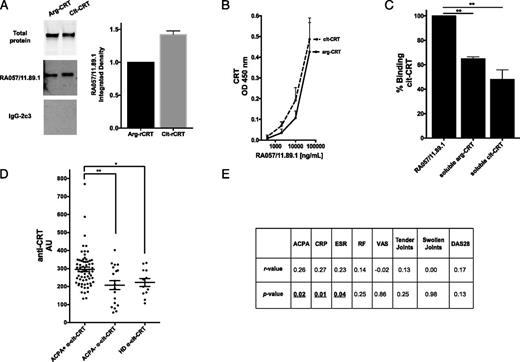 FIGURE 5. RA057/11.89.1 immunoreactivity toward deiminated CRT and expression of anti–cit-CRT Abs in serum of RA patients. (A) Left panel, RA057/11.89.1 RA-rmAb was tested in Western blot toward arg-CRT versus cit-CRT. Total arg-/cit-CRT protein is shown in the top blot. Right panel, Densitometry analysis of the Western blot is shown. Data were normalized toward total protein for arg-CRT and cit-CRT, respectively. (B) RA057/11.89.1 RA-rmAb binding to arg- and cit-CRT by ELISA. RA-rmAb was tested at a concentration of 50 μg/ml followed by four serial dilutions (1:5). Results are expressed as absorbance at 450 nm. (C) Binding inhibition of RA057/11.89.1 RA-rmAb to cit-CRT preincubated with or without soluble arg- or cit-CRT (inhibitor). Results are expressed as percentage of binding inhibition. (D) Anti–arg-CRT and anti–cit-CRT Ab level in serum from ACPA+ RA patients (n = 65), ACPA− RA patients (n = 19), and HD (n = 16) measured by ELISA. Results are expressed as AU. AU = (100/N) × OD450nm serum sample, where N is the lowest OD450nm value in the anti–arg-CRT Ab in ACPA− RA patient group. (E) Summary table showing correlation of serum anti-cit-CRT Abs with ACPA, CRP, ESR, RF, VAS, tender/swollen joints, and DAS28 score. The data in (A), (B), and (D) are the results of two independent experiments, whereas data in (C) are the results of three independent experiments. *p < 0.05, **p < 0.01. CRP, C-reactive protein.