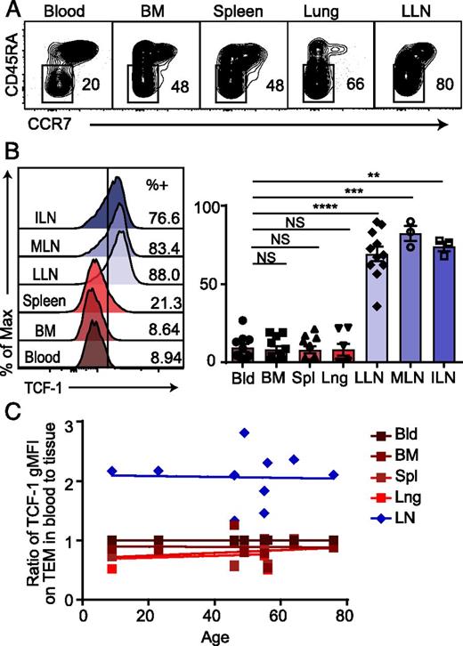 FIGURE 1. Tissue-specific lifelong maintenance of TCF-1 expression by human LN memory CD8+ T cells. (A) CD3+CD8+ T cell subset composition showing frequencies of TEM (CD45RA−CCR7−) in blood and tissues from a representative individual (D251; see Supplemental Table I for donor information). (B) TCF-1 expression is restricted to LN TEM cells. Left, TCF-1 expression by CD8+ TEM cells in representative histograms from one donor (D334). Right, Compiled frequencies from multiple donors (n = 11). (C) LN-specific TCF-1 expression is maintained with age. Ratio of TCF-1 geometric mean fluorescence intensity (gMFI) by CD8+ TEM in tissues to that in blood. Error bars indicate SEM. NS by two-tailed t test. **p < 0.01, ***p < 0.001, ****p < 0.0001. ILN, iliac-draining LN; LLN, lung-draining LN; Lng, lung; MLN, mesenteric-draining LN; Spl, spleen.