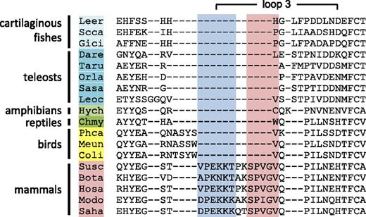FIGURE 4. Comparison of the Hp loop 3 region across phylogeny. MSA of the loop 3 region across vertebrate phylogeny. Four-letter abbreviations for genus and species are as detailed in Supplemental Table I. Residues identified as important in Hp–Hb complex formation (32) in mammals are shaded red, whereas those important for CD163 binding (34) are shaded blue.
