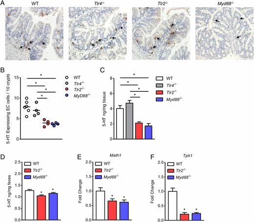 FIGURE 2. Abrogation of Tlr2 reduces 5-HT production. (A) Representative micrographs of 5-HT–expressing EC cells following immunostaining (brown) in the colonic sections of C57BL/6 (WT), Tlr2−/−, Tlr4−/−, and MyD88−/− mice. Arrows indicate 5-HT–positive cells. Colonic sections were visualized using a Nikon Eclipse 80i microscope (original magnification ×10). (B) 5-HT–expressing EC cells per 10 crypts in the colon. (C) Colonic 5-HT content as determined by ELISA. (D) Fecal 5-HT concentration in WT, naive Tlr2−/−, and Myd88−/− mice as determined by ELISA. Expression of Math1 (E) and Tph1 (F) mRNA in the colonic tissues of WT, naive Tlr2−/−, and Myd88−/− mice (n = 3–6 mice per group). Unpaired Student t test and one-way ANOVA with Dunnett multiple comparisons were used to analyze statistical differences. Data are represented as either mean or mean ± SEM where applicable. *p < 0.05.