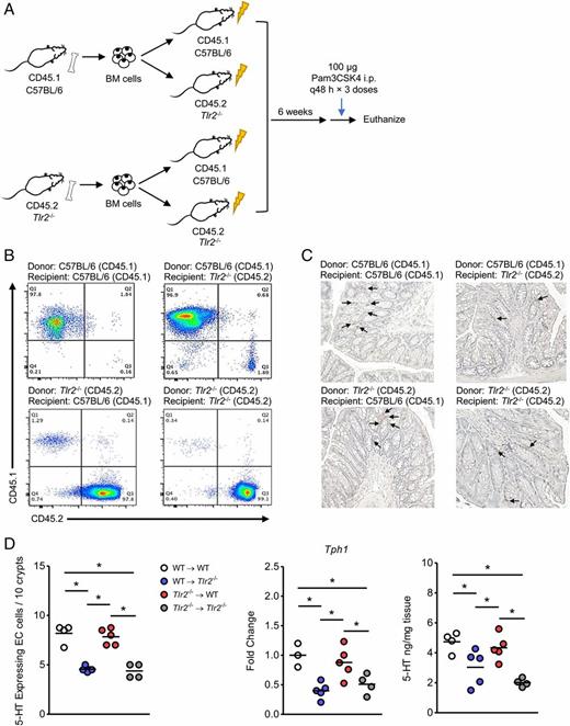 FIGURE 3. TLR2 signaling in the non-BMCs, potentially epithelial cells, but not in the hematopoietic cell compartment, is important in 5-HT production in gut. (A) Irradiated WT and Tlr2−/− mice were reconstituted with T cell–depleted BMCs harvested from the femurs and tibias of Tlr2−/− and WT mice, respectively. Six weeks after reconstitution, Pam3CSK4 was i.p. injected into the recipient mice every other day for three doses before euthanizing. (B) Flow cytometric analysis showing the assessment of peripheral blood for reconstitution through examination of the frequency of cells expressing CD45.1 or CD45.2. (C) Representative micrographs of 5-HT–expressing EC cells following immunostaining (brown) in the colonic sections of the recipient mice. Arrows indicate 5-HT–positive cells. Colonic sections were visualized using a Nikon Eclipse 80i microscope (original magnification ×10). (D) 5-HT–expressing EC cells per 10 crypts in the colon (left); Tph1 expression in the colonic tissues (middle); colonic 5-HT content as determined by ELISA (right) (n = 4–5 mice per group). One-way ANOVA with Bonferroni multiple comparison was used to analyze statistical differences. Data are represented as either mean or mean ± SEM. *p < 0.05.