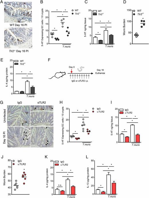 FIGURE 6. Tlr2−/− mice and anti-TLR2 Ab–treated mice exhibit reduction of the colonic 5-HT levels, EC cell number, and attenuated Th2 immune response, along with impairment in host protection during T. muris infection. WT and Tlr2−/− mice were infected with ∼300 embryonated T. muris eggs. (A) Representative immunostaining for 5-HT–expressing cells (brown) in the colon of WT and Tlr2−/− mice. Colonic sections were visualized using a Nikon Eclipse 80i microscope (original magnification ×10). (B) 5-HT–expressing EC cells in the colon. (C) Colonic 5-HT levels. (D) Worm burden in the cecum (n = 4 per group). (E) Colonic IL-4 levels. (F) Experimental design: C57BL/6 mice were either treated with 200 μg/kg of IgG or anti-TLR2 Ab (αTLR2) every other day starting from 1 d before infection. In another group, mice were infected with ∼300 embryonated T. muris eggs while getting treated with either 200 μg/kg of IgG or αTLR2 every other day starting from 1 d before infection. All mice were sacrificed on day 16 postinfection (n = 4 per group, anti-IgG and anti-TLR2 Ab without T. muris; n = 6 per group, anti-IgG and anti-TLR2 Ab with T. muris). Red arrow indicates administration of the parasite eggs orally. (G) Representative immunostaining for 5-HT–expressing cells (brown) in the colon of anti-IgG–treated mice and anti-TLR2 Ab–treated mice after T. muris infection. Arrows indicate 5-HT–positive cells. Colonic sections were visualized using a Nikon Eclipse 80i microscope (original magnification ×10). (H) 5-HT–expressing EC cells in the colon. (I) Colonic 5-HT levels. (J) Worm burden in the cecum. (K) Colonic IL-4 levels. (L) Colonic IL-13 levels. (n = 4–6 mice per group). Unpaired Student t test was used to analyze statistical differences. Data are represented as either mean or mean ± SEM where applicable. *p < 0.05; n.s., not significant.