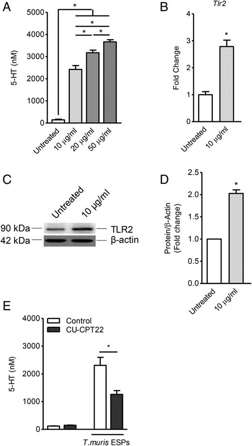 FIGURE 7. T. muris ESPs upregulate 5-HT production from human EC cell line (BON-1 cells) by activating TLR2 signaling. BON-1 cells were stimulated with or without T. muris ESPs at increasing concentrations (10, 20, and 50 μg/ml) for 24 h to assess 5-HT levels in the culture supernatants and Tlr2 expression in cells. (A) Dose-dependent effect of the ESPs on 5-HT levels in the cell supernatants. (B) Tlr2 mRNA expression upon 24 h of 10 μg/ml of ESPs treatment. (C) Representative image of Western blot analysis of TLR2 in BON-1 cell lysates after 24 h of T. muris ESP treatment (10 μg/ml). Specific bands for TLR2 were quantified by densitometry. β-actin was used as a loading control. (D) Data indicate the relative densities of protein expression from two independent experiments. (E) 5-HT levels in the cell supernatants after 1 h of treatment with TLR2 antagonist (CU-CPT22; 1 μM) and subsequent treatment with T. muris ESPs (10 μg/ml) for 24 h. Unpaired Student t test was used to analyze statistical differences. Data are representative of three independent experiments and represented as mean ± SEM. *p < 0.05.