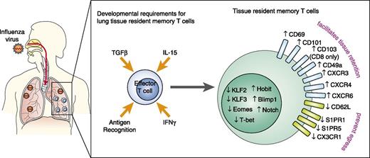 FIGURE 1. The developmental requirements of IAV-specific lung Trm. IAV-specific effector T cells undergo local conditioning and develop into Trm within the influenza virus–infected lung. Exposure to locally produced IFN-γ, TGF-β, IL-15, and cognate Ag recognition promotes the development of lung Trm, which express a key set of transcription factors that drive the upregulation of proteins that facilitate tissue retention and survival and downregulation of proteins that favor T cell egress.
