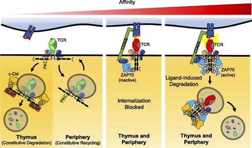 Dual TCR T Cells: Identity Crisis or Multitaskers? | The Journal of ...