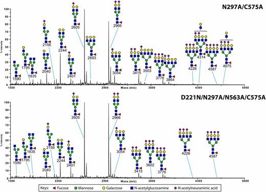 FIGURE 9. MALDI-TOF mass spectrometry profiles of permethylated N-glycans from N297A/C575A and D221N/N297A/N563A/C575A IgG1–Fc mutants. The data were acquired in the positive ion mode to observe [M + Na]+ molecular ions. All the structures are based on composition and knowledge of biosynthetic pathways. Structures shown outside a bracket have not had their antenna location unequivocally defined.