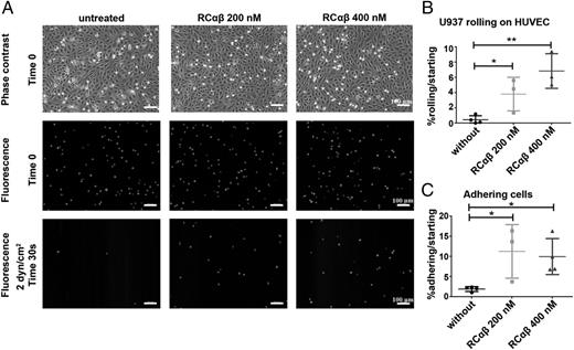 FIGURE 4. RCαβ treatment of coherent ECs promotes attachment and rolling of monocytes. (A) A suspension of fluorescently labeled U937 monocytic cells (red) was pumped at a defined flow rate over a confluent monolayer of HUVECs pretreated for 6 h with different concentrations of RCαβ. Phase contrast images (top) and fluorescence images (middle and bottom) at the start of experiment (top and middle row) and after 30 s at a shear rate of 2 dyn/cm2 (bottom row). (B and C) Rolling and adhesion of U937 cells on HUVECs were analyzed using a self-written ImageJ macro. The numbers of rolling and adhering cells, respectively, were normalized to the initial cell count at the beginning of a video (at 0 dyn/cm2, time 0). Each data point represents one of three independent experiments. Data are means ± SD. *p ≤ 0.05, **p ≤ 0.01.